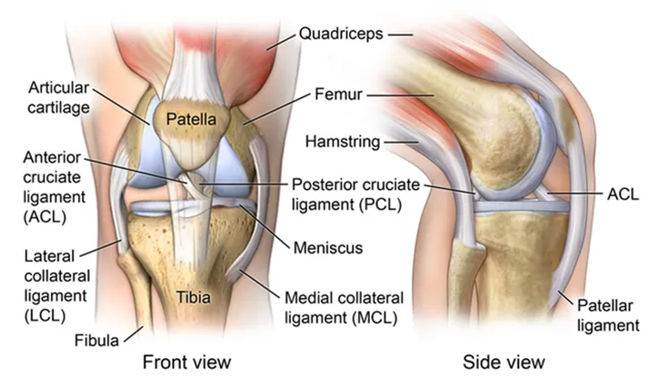 PCL Tear Injury